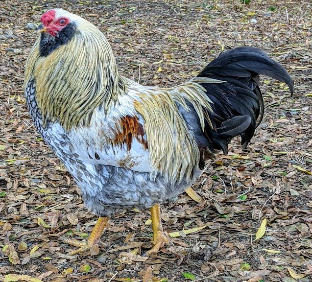 Rooster