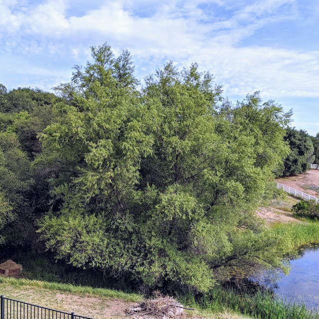 Hybrid Willows