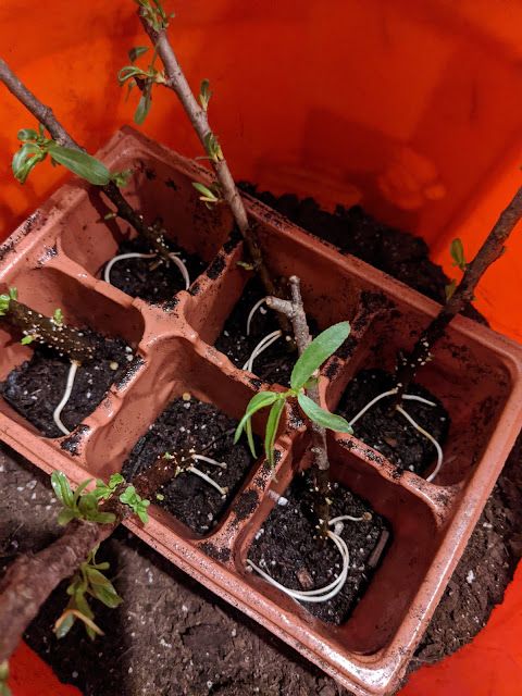 Potting Clippings