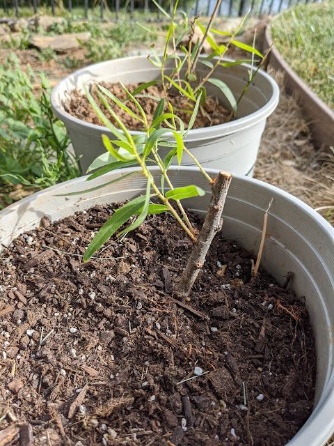 Potting Up